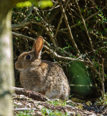 wild rabbit hiding amongst the undergrowth