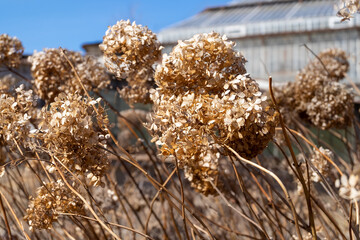 Dried flowers in a city park in early spring on a sunny day. Defocused, selective focus.