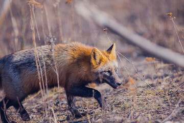 Beautiful reddish-gray fox in the reserve in early spring, portrait