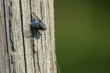 a large shiny blue bottle fly rest on an old timer post in warm sunshine