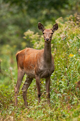 Naklejka na ściany i meble Female red deer standing in forest in vertical shot