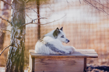 A beautiful white fox with a black stripe along its back lies and rests in the reserve in early spring