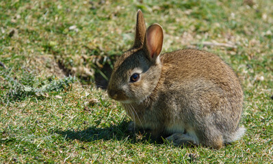macro close up of a wild young rabbit with brown fur glistening in the sunshine 