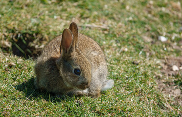 macro close up of a wild young rabbit with brown fur glistening in the sunshine 