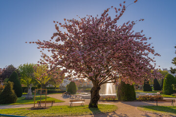 Asnieres-Sur-Seine, France - 04 23 2021: Square Joffre marshal. Close up shot of a beautiful cherry blossom tree