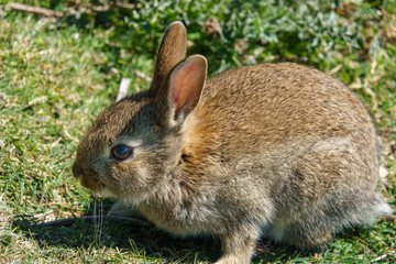 macro close up of a wild young rabbit with brown fur glistening in the sunshine 