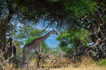 Giraffe in woods