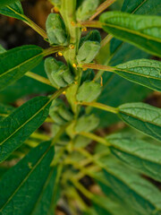 close up of green leaves
