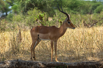African impala in the wild