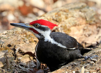 Pileated woodpecker portrait into the forest, Quebec, Canada