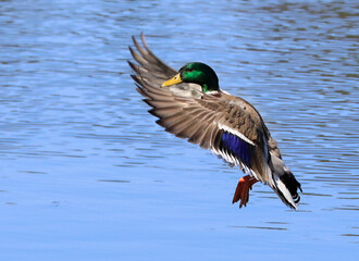 Mallard duck landing of on the lake, Quebec, Canada


