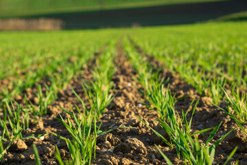 Fototapeta premium Sprießendes Weizenfeld