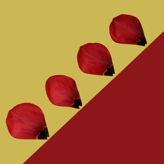Red tulip petals on a yellow and red background, space for text
