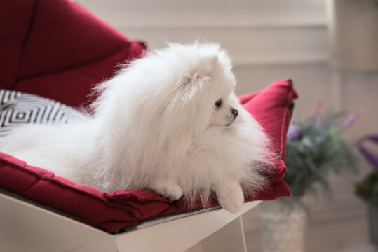 Pomeranian Dog White Adorable and Fluffy. Close up portrait of a pet lying on the red couch