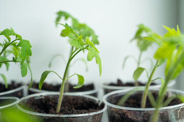 Young tomato seedlings. Tomato sprouts growing at home near window