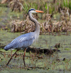 Great blue heron walking into the swamp, Quebec, Canada