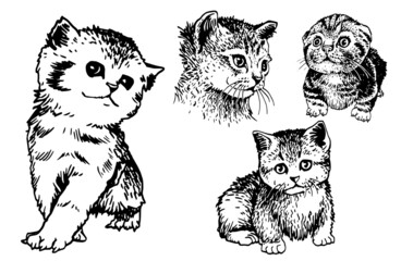 Collection of cute cats o white background,vector elements .Fluffy kittens set