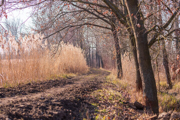 Obraz premium A dirt road leads through the countryside around the pond.