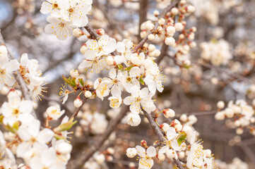 Flowers of the cherry blossoms on a spring day