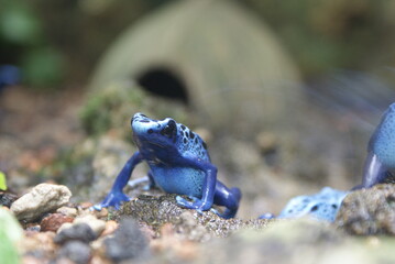 rana blu - zoo di zurigo