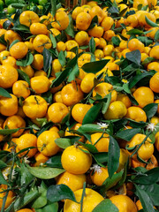 oranges on tree