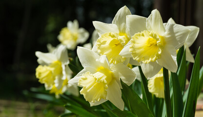 Naklejka na ściany i meble Close-up of beautiful Trumpet Narcissus Daffodils Mount Hood. Young light yellow daffodils flowers then turn snow-white. Springtime landscape, fresh wallpaper, nature concept