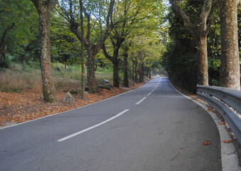 Estrada a passar por entre árvores com um carro a vir de frente com as luzes acesas