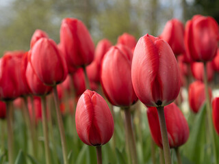 Dutch red tulips in the garden.