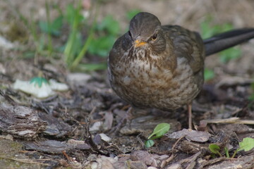 Kos, samica kosa ,ptak kos ,chodzący ptak ,ptak wiosną © LBanacki