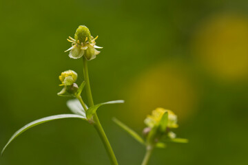 yellow flower in the garden