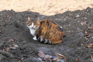 A beautiful three-colored cat with closed eyes in the garden