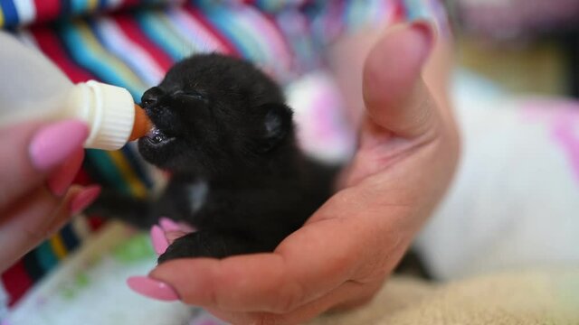 Close up of feeding newborn cute blind black kitten with a bottle of kitten milk replacer powder baby cat formula