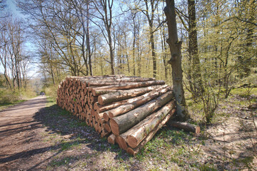 Baumstämme im Wald