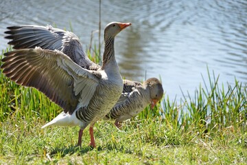Graugans mit schlagenden Flügeln im Kurpark Treuchtlingen