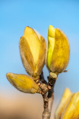 Magnolia GoldenGift