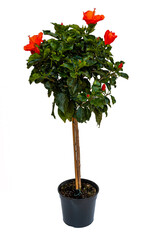 Hibiscus Rosa Sinensis