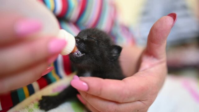 Close up of feeding newborn cute blind black kitten with a bottle of kitten milk replacer powder baby cat formula