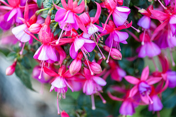 Fuchsia hybride