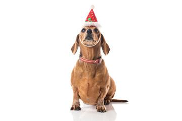 Brown Dachshund dog with red Christmas hat looking at camera isolated over white background