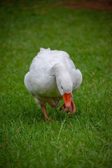 portrait Duck in a park, duck in a zoo. Exotic goose in farm
