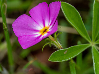 Fototapeta na wymiar Macro of purple wild flower