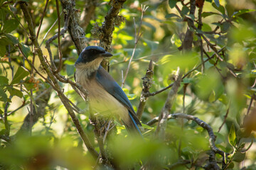 Ave con plumaje azul de la especie Aphelocoma califórnica, posando en un árbol en medio del campo.