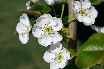 Flowers of the cherry blossoms on a spring day