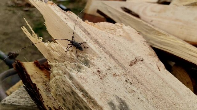 Acanthocinus aedilis close-up. The barbel beetle crawls on a pine board. A species of beetle belonging to the longhorn beetle family, which is a wood boring beetle.