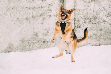 Training Of Purebred German Shepherd Dog In Special Outfit. Alsatian Wolf Dog Jumping During...