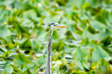 Blue Heron