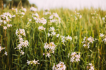 Fototapeta premium Pink Flowers Of Saponaria Officinalis On Field In Summer Day