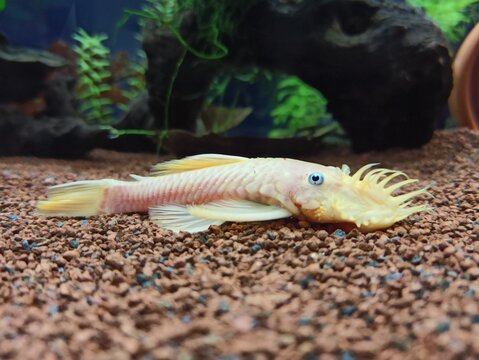 Pez ancistrus albino L144 en acuario