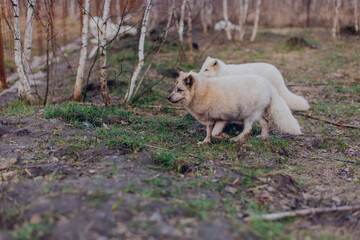 Fototapeta premium Arctic foxes play in the spring in the reserve