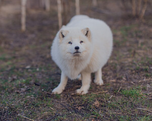 Beautiful Arctic fox in the reserve in early spring